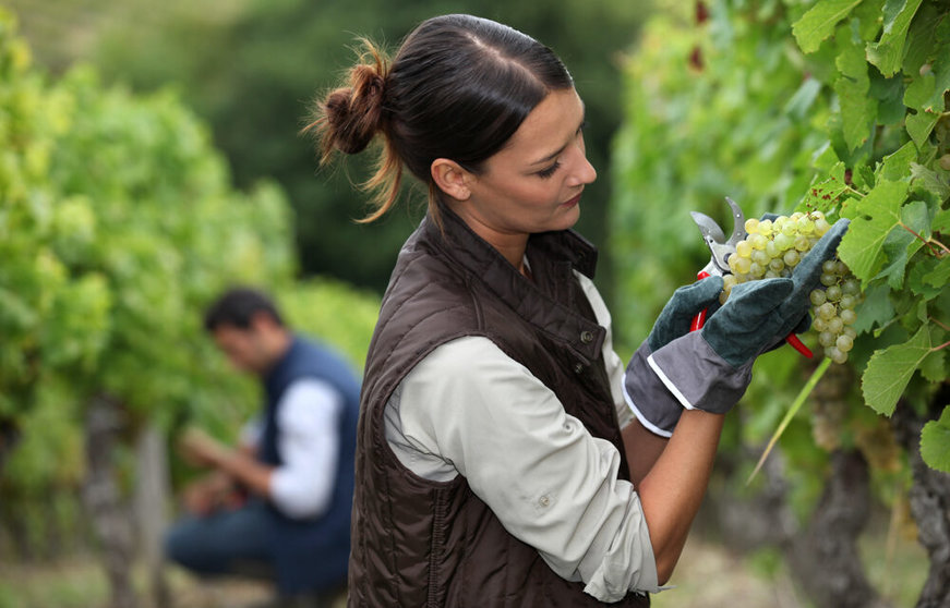 Woman harvesting grapes